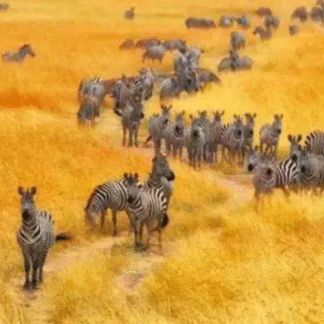 Africa 14 Counties-Daily1GB-1-A0